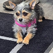 Coco joined the competition — help win amazing prizes! dog, small_dog, carpet, floor, shoe, sneaker, pant_leg, pink_collar, pet, indoor, alert, curious, fur, animal, canine, resting, domestic, close_up, black, gray