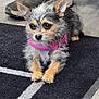 dog, small_dog, carpet, floor, shoe, sneaker, pant_leg, pink_collar, pet, indoor, alert, curious, fur, animal, canine, resting, domestic, close_up, black, gray