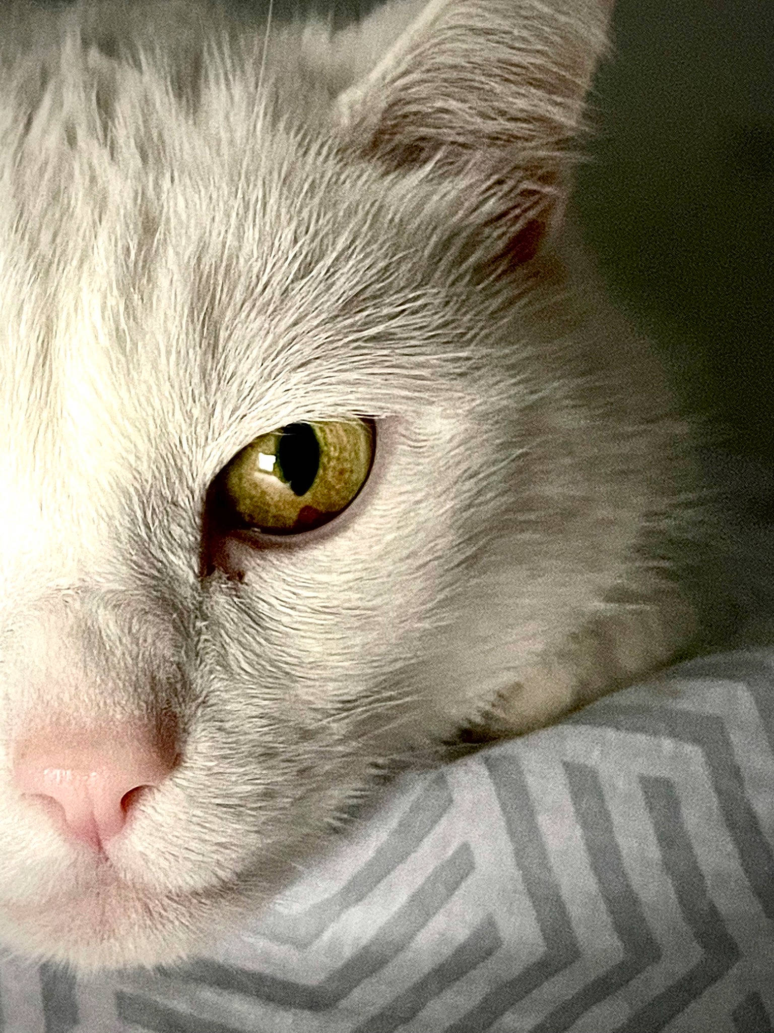 Feeling a rejoint le concours — aidez-le/la à gagner de superbes lots ! carnivore, cat, domestic_short_haired_cat, fang, felidae, fur, hair, head, human_body, iris, small_to_medium_sized_cats, snout, terrestrial_animal, whiskers