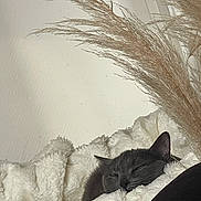 Mia a rejoint le concours — aidez-le/la à gagner de superbes lots ! animal, blanket, cat, closeup, comfort, cozy, fluffy, fur, gray_cat, home, indoor, pampas_grass, peaceful, pet, plant, quiet, relaxation, resting, sleeping, soft_texture