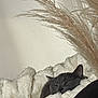 animal, blanket, cat, closeup, comfort, cozy, fluffy, fur, gray_cat, home, indoor, pampas_grass, peaceful, pet, plant, quiet, relaxation, resting, sleeping, soft_texture
