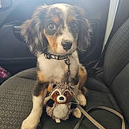 Tango is registered to the contest to win money with this photo: puppy, dog, car_seat, collar, leash, plush_toy, stuffed_animal, pet, cute, animal, indoor, young_dog, fur, ears, nose, eyes, sitting, vehicle_interior, companion, adorable