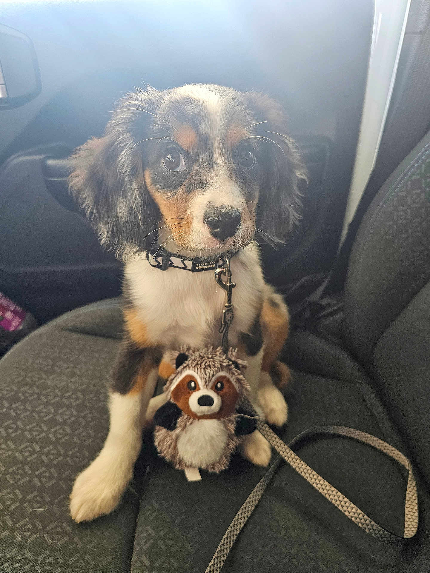 Tango is registered to the contest to win money with this photo: puppy, dog, car_seat, collar, leash, plush_toy, stuffed_animal, pet, cute, animal, indoor, young_dog, fur, ears, nose, eyes, sitting, vehicle_interior, companion, adorable