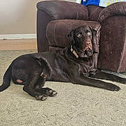 Cash is registered to the contest to win money with this photo: dog, labrador, chocolate_labrador, pet, indoor, carpet, armchair, furniture, blanket, brown, relaxed, lying_down, canine, animal, domestic_animal, floor, collar, looking, comfortable, home