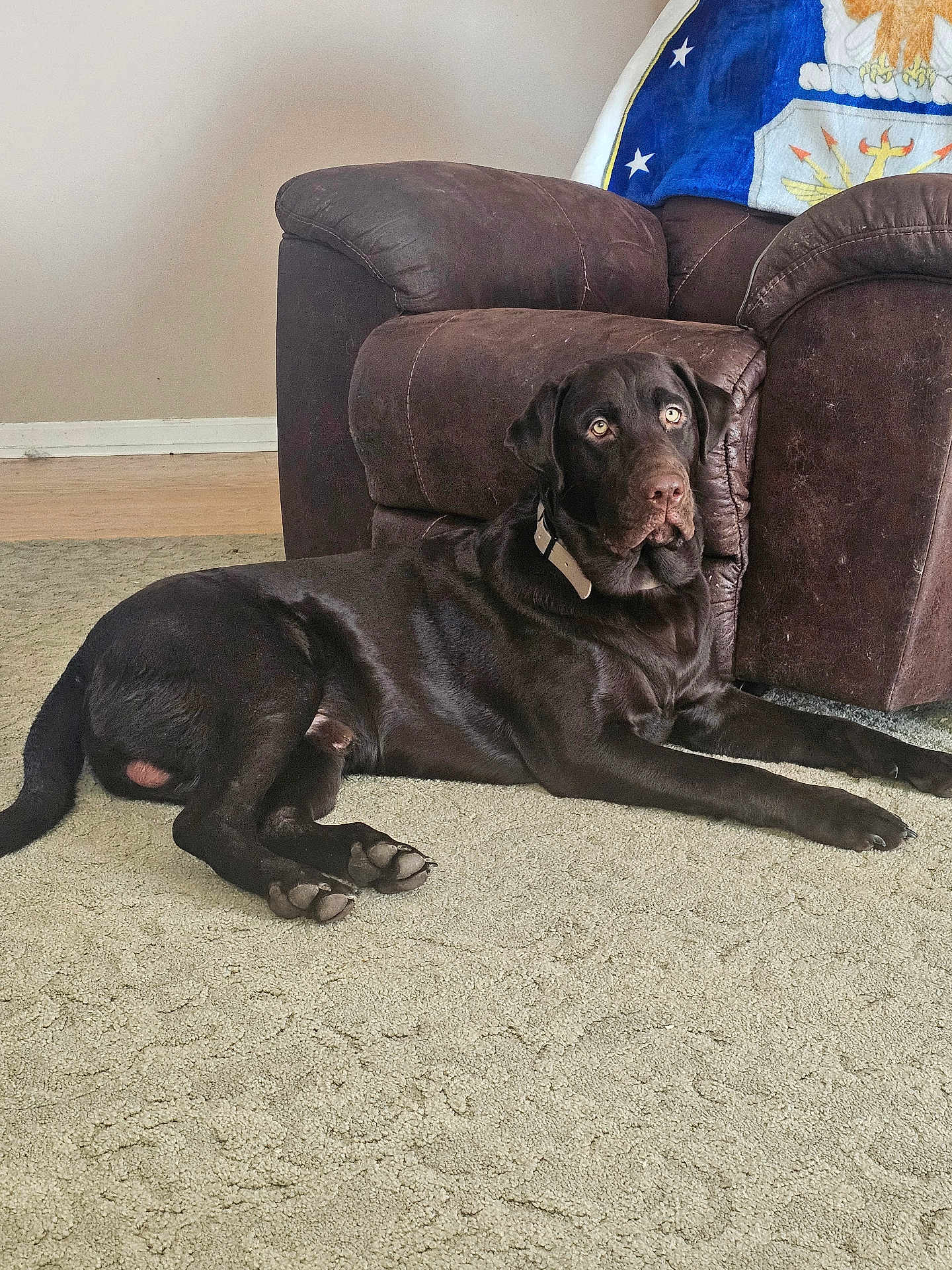 Cash is registered to the contest to win money with this photo: dog, labrador, chocolate_labrador, pet, indoor, carpet, armchair, furniture, blanket, brown, relaxed, lying_down, canine, animal, domestic_animal, floor, collar, looking, comfortable, home