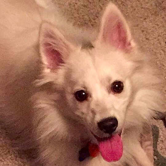 Ace
