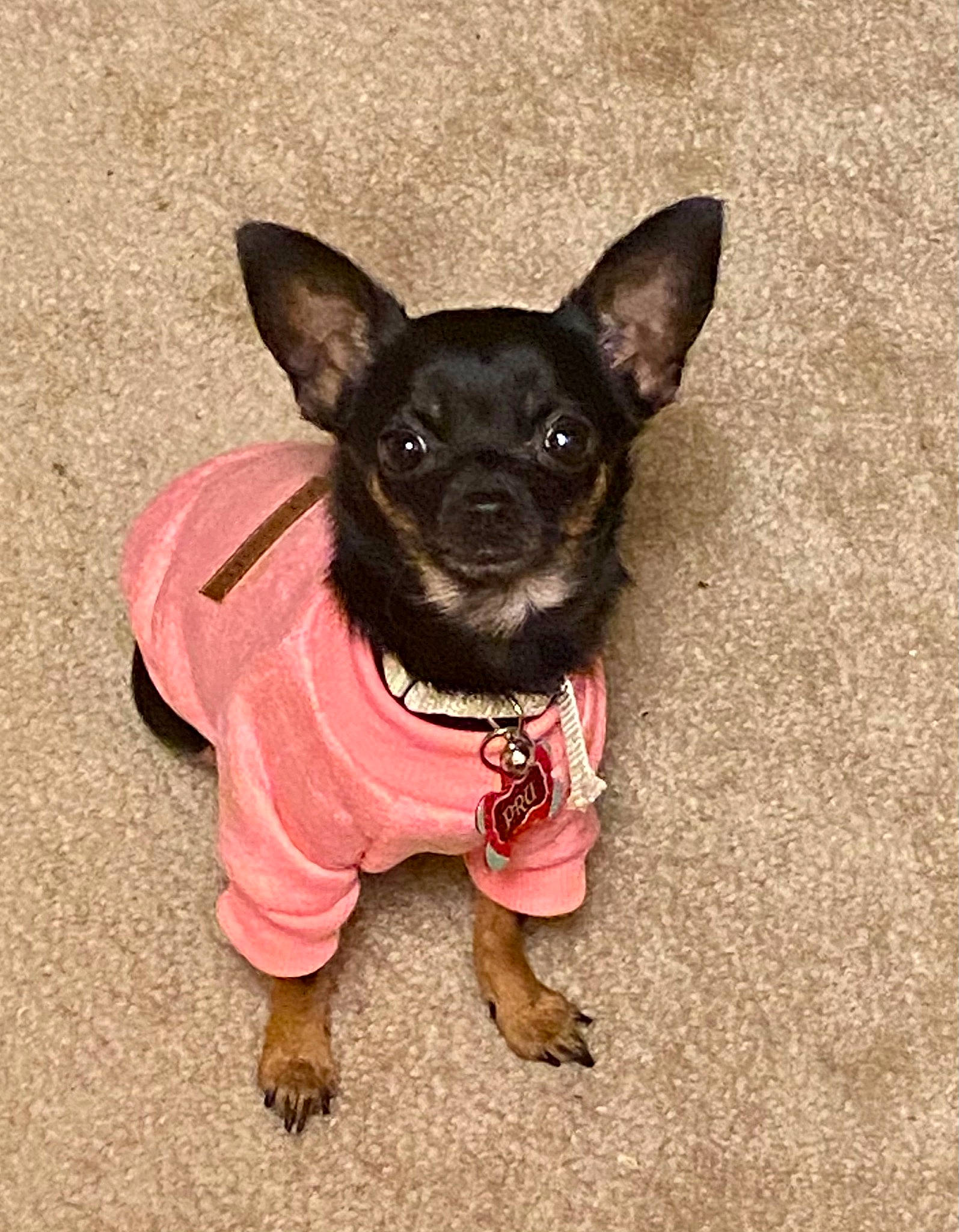 Pru is registered to the contest to win money with this photo: canidae, carnivore, chihuahua, collar, companion_dog, dog, dog_breed, dog_clothes, dog_supply, ear, fashion_accessory, fawn, fur, paw, snout, sporting_group, terrestrial_animal, toy_dog, whiskers, working_animal