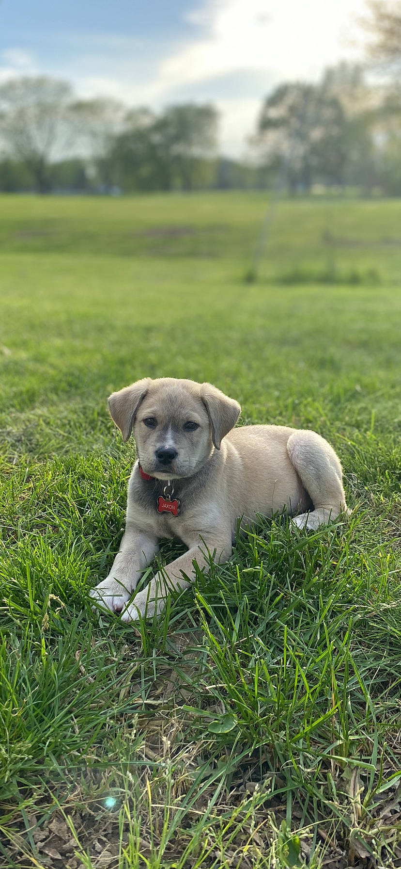 Jaxon joined the competition — help win amazing prizes! akbash_dog, anatolian_shepherd_dog, canidae, carnivore, companion_dog, dog, dog_breed, fawn, grass, kangal_dog, labrador_husky, labrador_retriever, mammal, plant, puppy, retriever, snout, sporting_group, tail, vertebrate