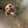 Groot is registered to the contest to win money with this photo: animal, black, blur, brown, concrete_floor, cute, dog, domestic, ears, fast, fur, indoor, licking, motion_blur, movement, pet, playful, small_dog, tail, tongue