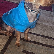 Groot is registered to the contest to win money with this photo: animal, apparel, blue_hoodie, canine, carpet, collar, companion, cute, dog, domestic_animal, floor, fur, furry, household, indoor, looking_away, patterned_rug, pet, sitting, small_dog