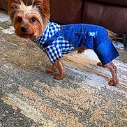 Groot joined the competition — help win amazing prizes! dog, small_dog, clothing, denim, overalls, checkered_shirt, carpet, indoor, brown_couch, pet, fur, ears, alert, curious, standing, home, animal, cute, fashion, canine