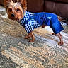 dog, small_dog, clothing, denim, overalls, checkered_shirt, carpet, indoor, brown_couch, pet, fur, ears, alert, curious, standing, home, animal, cute, fashion, canine
