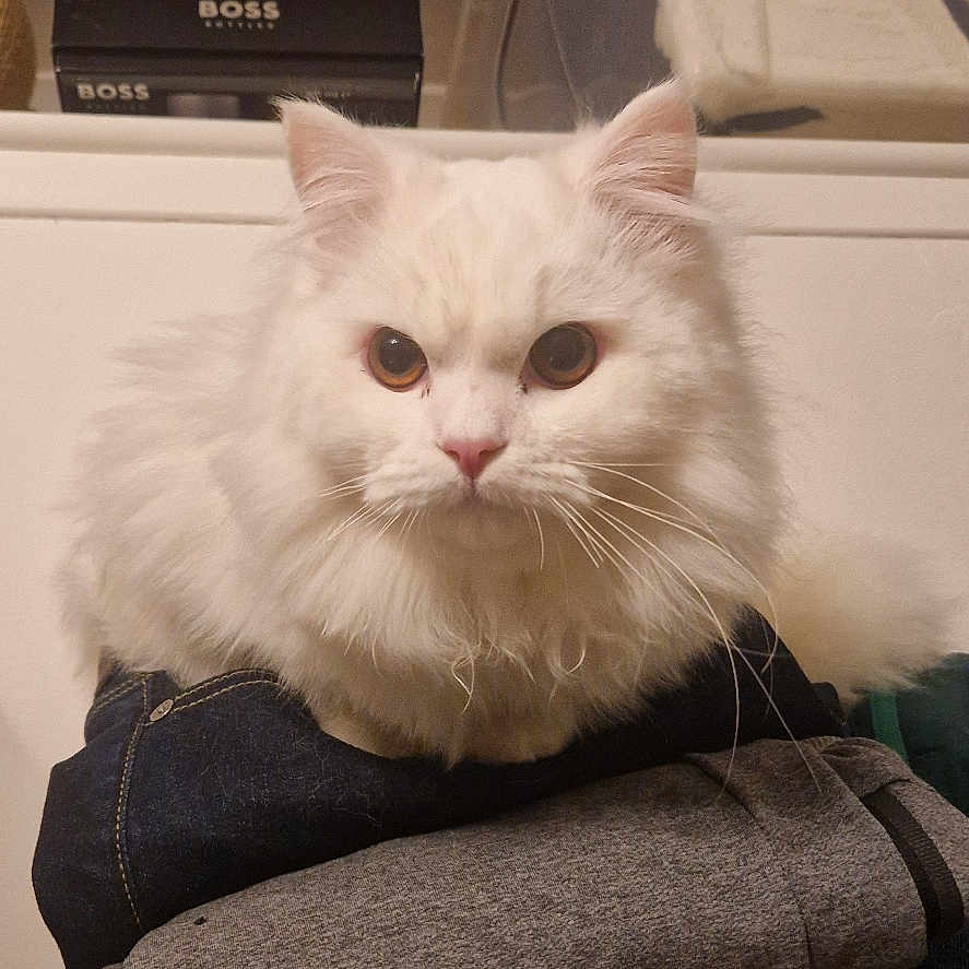 Chalky