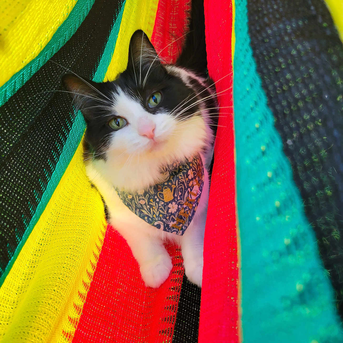 Merlyn Renée is registered to the contest to win money with this photo: abyssinian, accessories, animal, art, bed, blanket, cat, chair, formalwear, furniture, hammock, kitten, manx, person, pet, quilt, siamese, sleeping, strap, tie