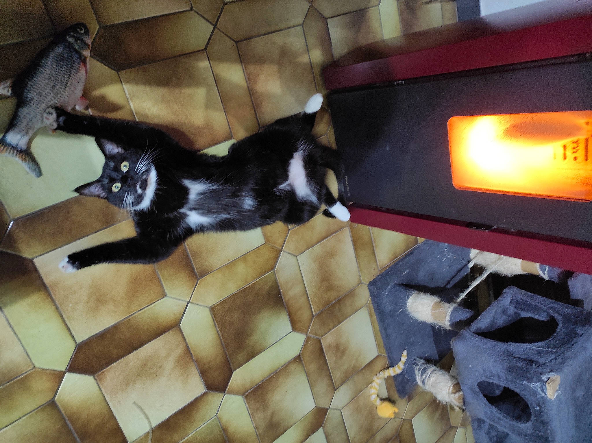 Rocket participe au concours pour gagner de l'argent avec cette photo : auto_part, automotive_exterior, automotive_lighting, bumper, carnivore, cat, companion_dog, dog_breed, felidae, floor, flooring, gas, hardwood, motor_vehicle, small_to_medium_sized_cats, snout, tail, vehicle_door, whiskers, wood