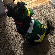 Ripley is registered to the contest to win money with this photo: animal, black_dog, carpet, collar, costume, cute, dog, elf_costume, festive, floor, fur, holiday, home, indoor, looking_up, pet, playful, small_dog, tongue_out, waiting