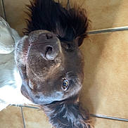 Ulna a rejoint le concours — aidez-le/la à gagner de superbes lots ! animal, brown, canine, close_up, cute, dog, domestic, ears, expression, face, floor, fur, indoor, lying_down, nose, pet, portrait, tile, whiskers, white