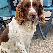 Upsy participe au concours pour gagner de l'argent avec cette photo : dog, brown, white, outdoor, patio, chair, furniture, animal, pet, sitting, lying_down, fur, nose, ear, paw, relaxed, canine, companion, nature, ground