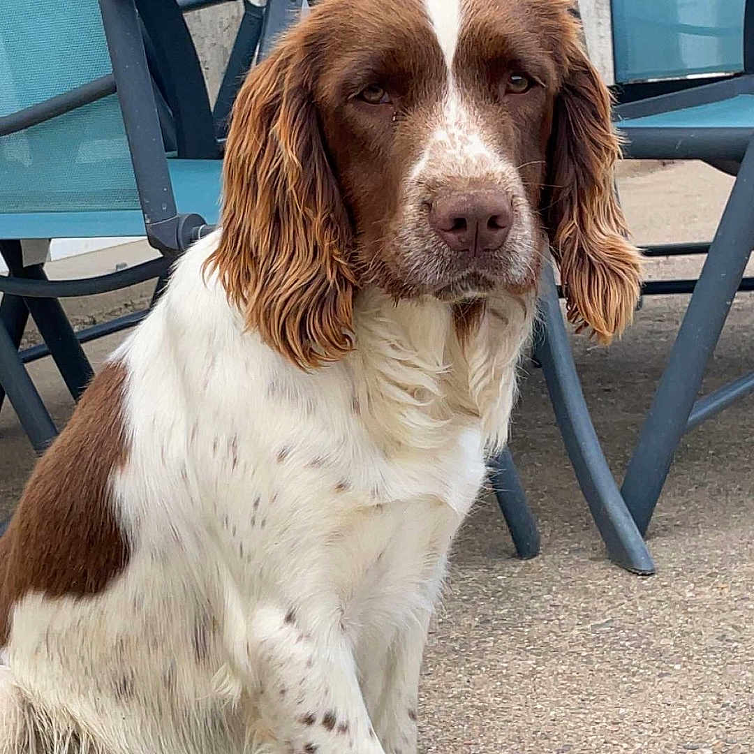 Upsy participe au concours pour gagner de l'argent avec cette photo : animal, brown, canine, chair, companion, dog, ear, fur, furniture, ground, lying_down, nature, nose, outdoor, patio, paw, pet, relaxed, sitting, white