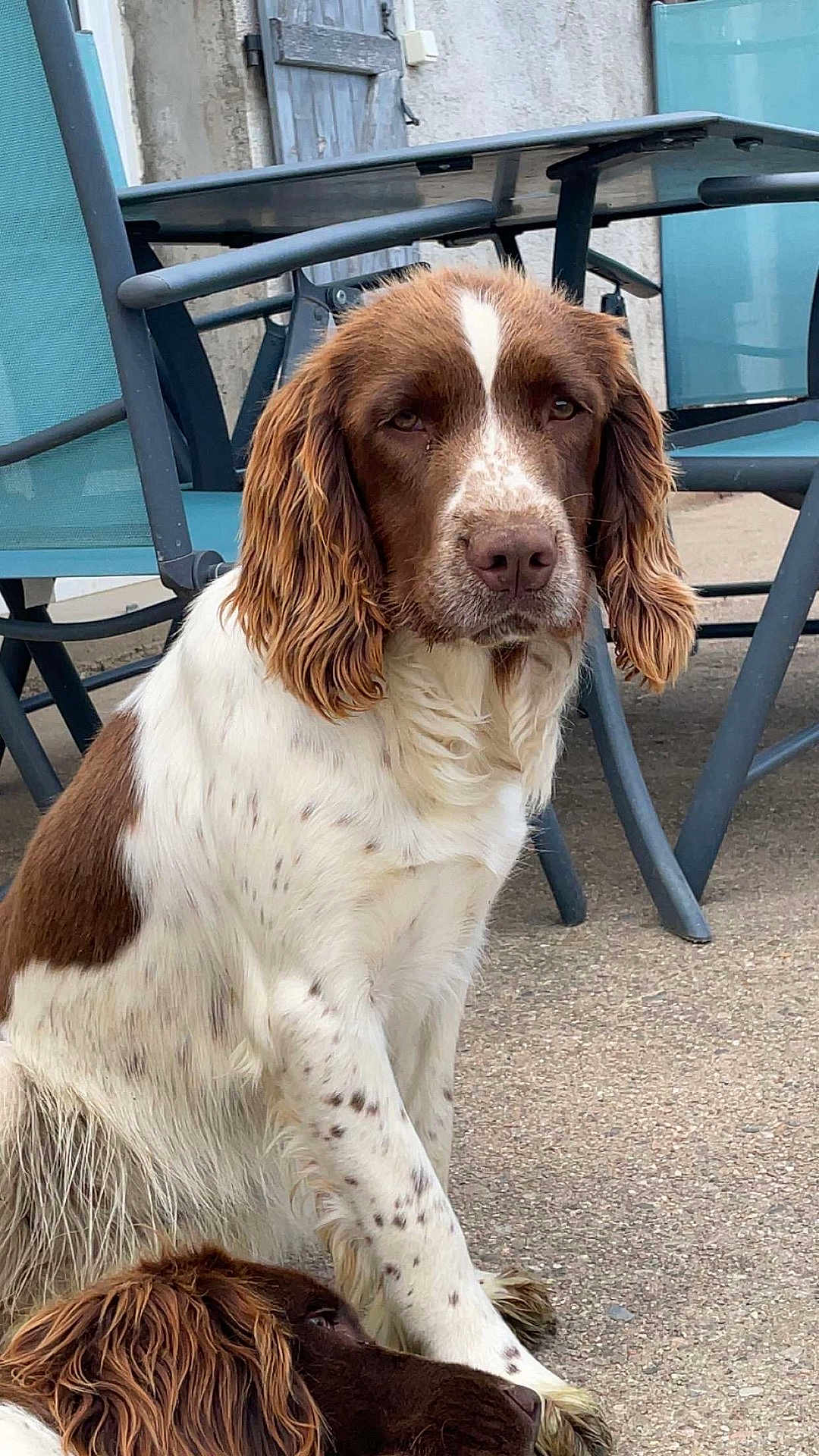Upsy participe au concours pour gagner de l'argent avec cette photo : dog, brown, white, outdoor, patio, chair, furniture, animal, pet, sitting, lying_down, fur, nose, ear, paw, relaxed, canine, companion, nature, ground