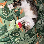 Princesse participe au concours pour gagner de l'argent avec cette photo : cat, tabby_cat, sleeping, tennis_ball, blanket, leaf_pattern, indoor, pet, cute, cozy, fur, whiskers, paws, resting, domestic_animal, animal, playful, relaxed, bed, soft