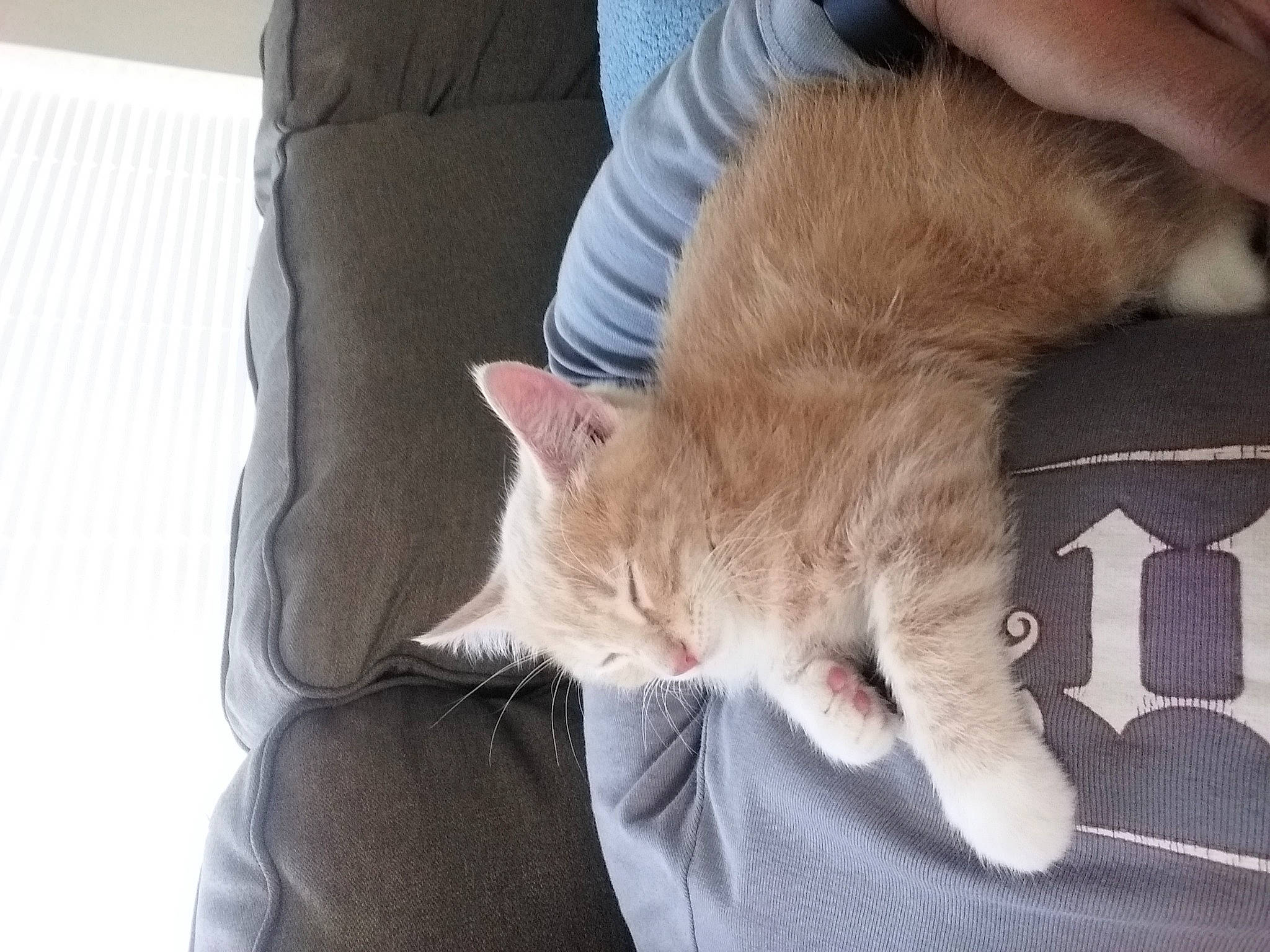 French Fry is registered to the contest to win money with this photo: carnivore, cat, comfort, couch, domestic_short_haired_cat, ear, fawn, felidae, fur, gesture, grey, human_leg, lap, paw, small_to_medium_sized_cats, snout, tail, whiskers, window, wood