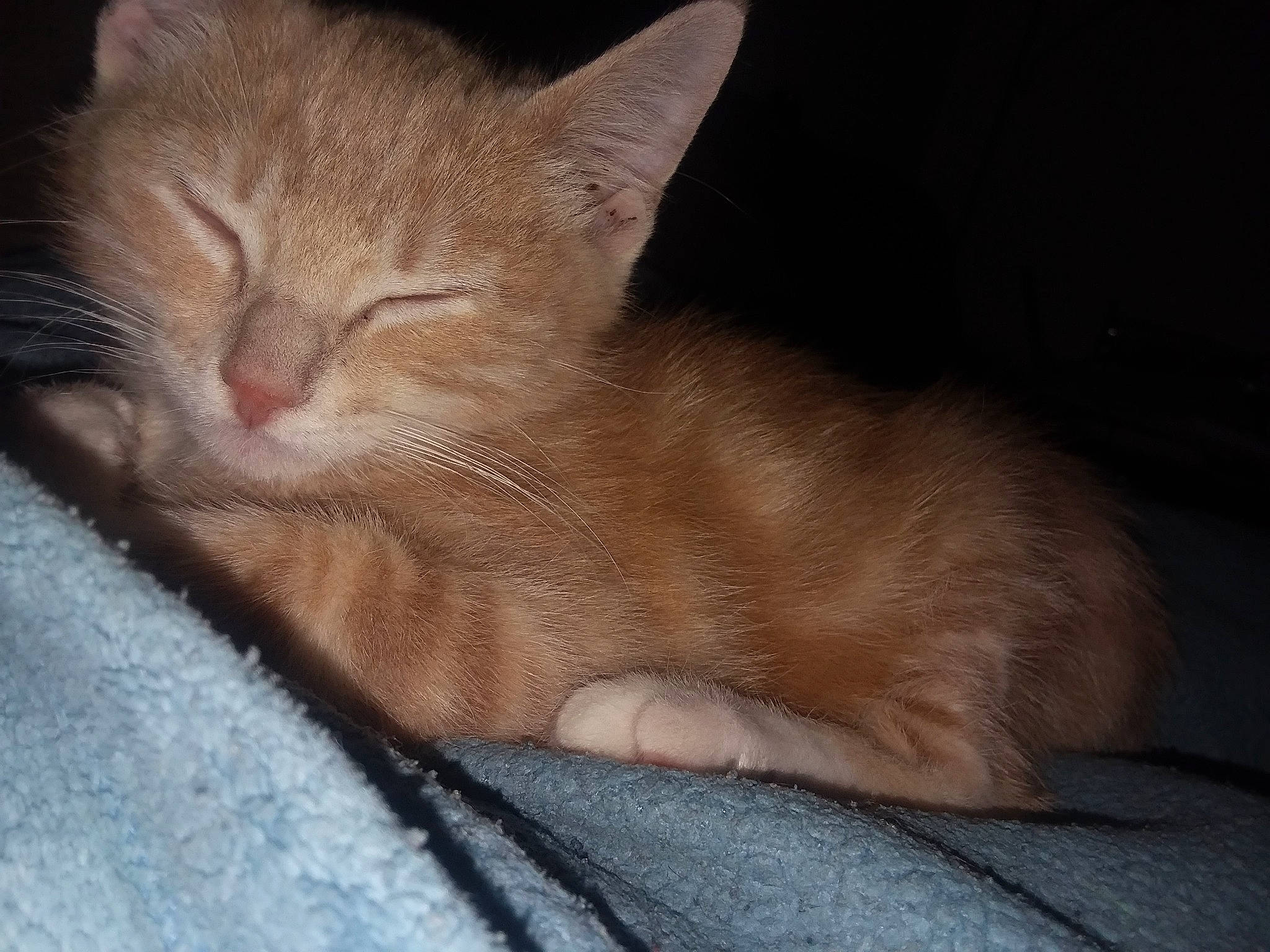 French Fry joined the competition — help win amazing prizes! carnivore, cat, claw, comfort, domestic_short_haired_cat, ear, fawn, felidae, foot, fur, human_leg, nap, paw, sleep, small_to_medium_sized_cats, snout, tail, whiskers, wrinkle