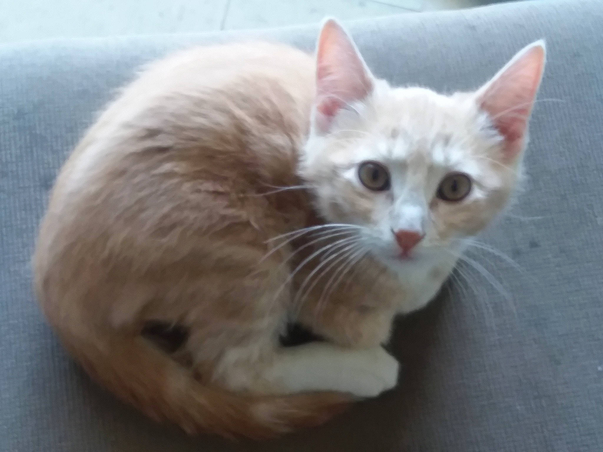 French Fry is registered to the contest to win money with this photo: carnivore, cat, cat_furniture, cat_supply, claw, domestic_short_haired_cat, fawn, felidae, fur, paw, pet_supply, small_to_medium_sized_cats, snout, tail, terrestrial_animal, whiskers, window