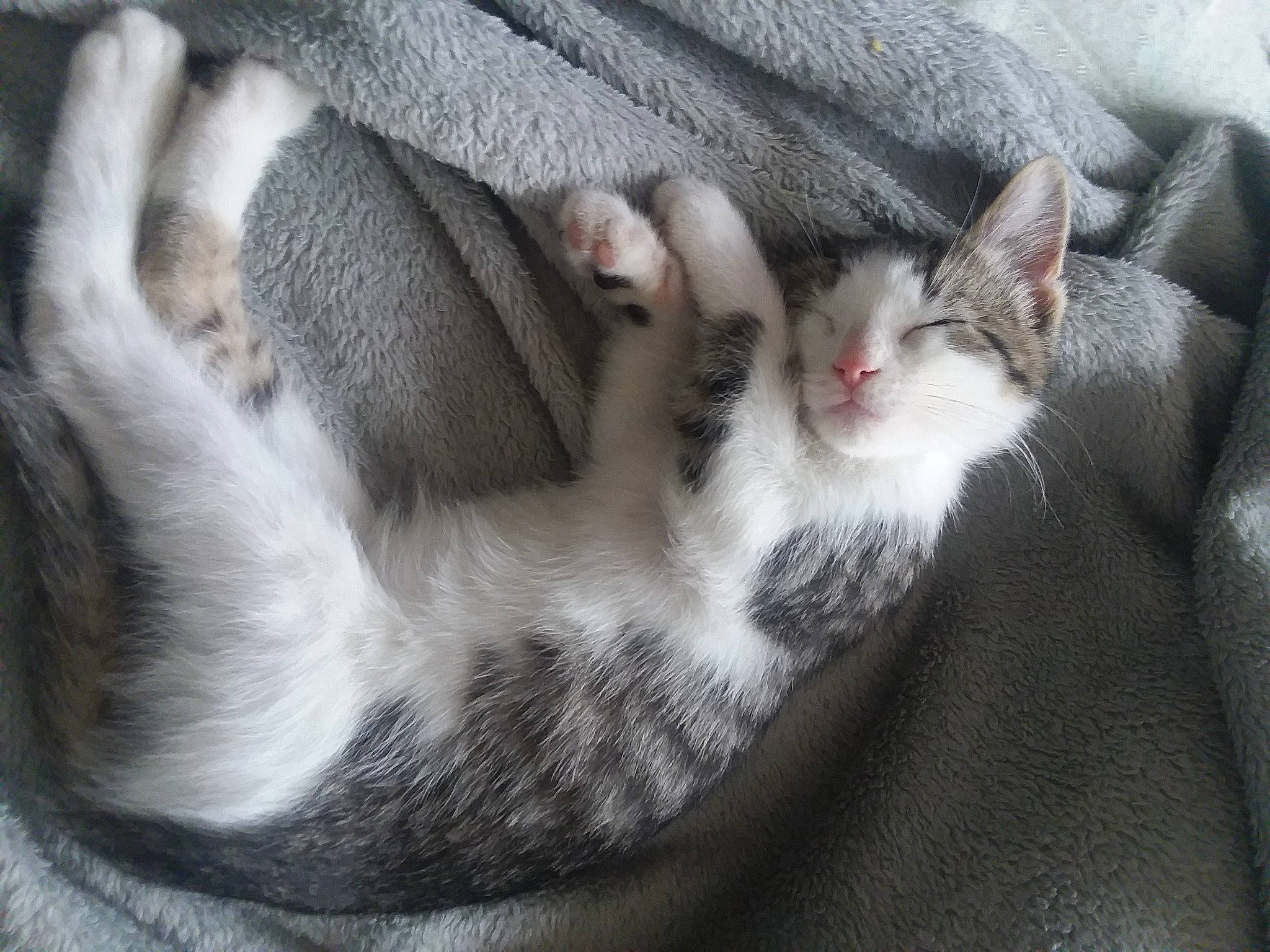 Zack joined the competition — help win amazing prizes! carnivore, cat, claw, comfort, domestic_short_haired_cat, eye, felidae, fur, grey, nap, paw, sleep, small_to_medium_sized_cats, snout, tail, whiskers