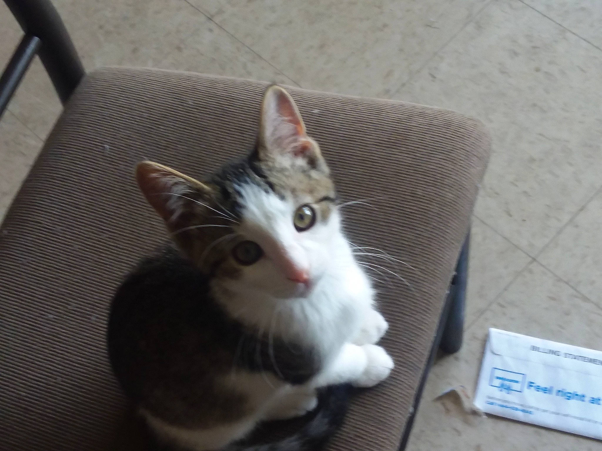 Zack is registered to the contest to win money with this photo: box, cardboard, carnivore, carton, cat, claw, domestic_short_haired_cat, eye, fawn, felidae, fur, packaging_and_labeling, paw, shipping_box, small_to_medium_sized_cats, snout, tail, whiskers, window, wood