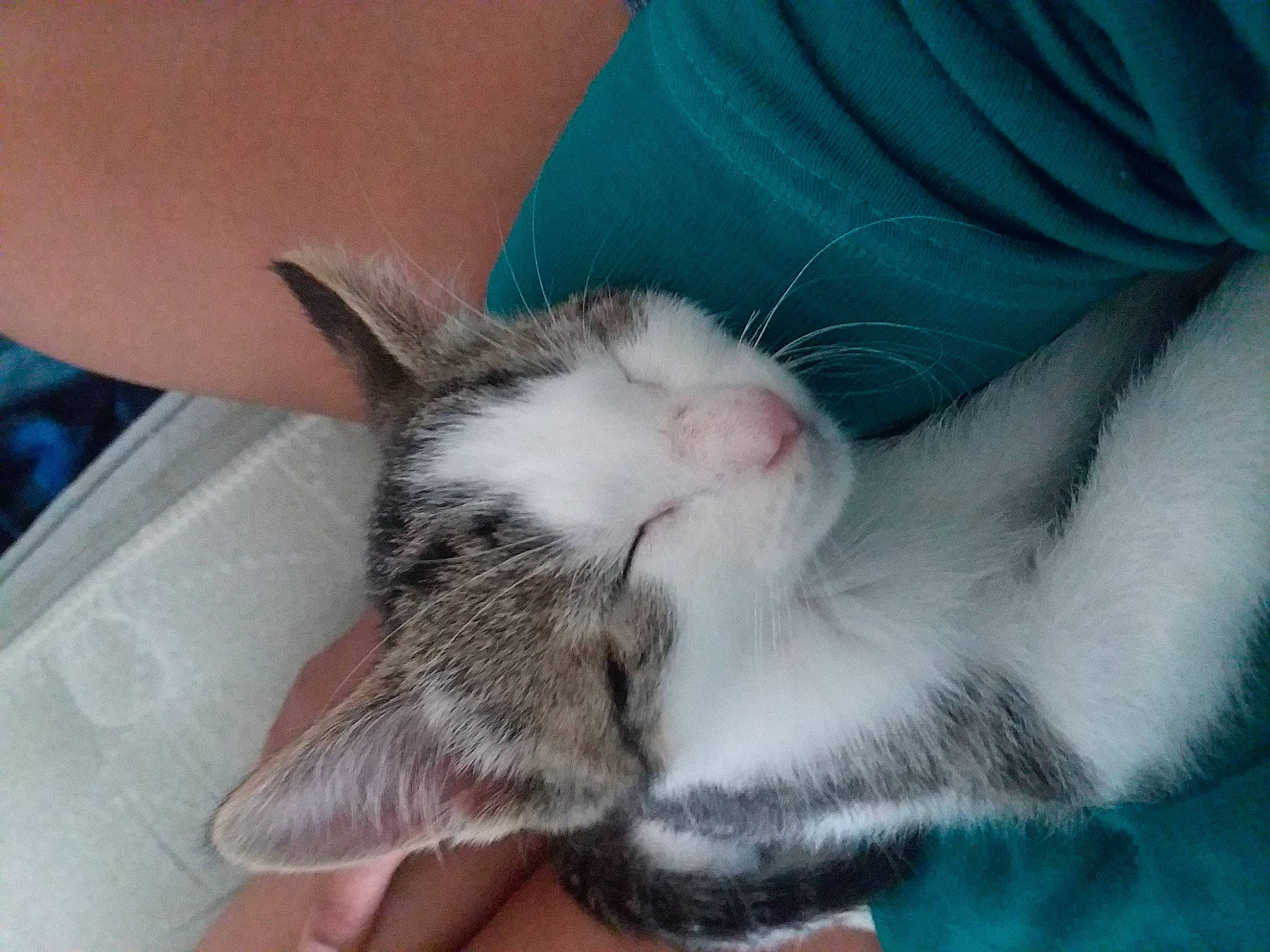 Zack is registered to the contest to win money with this photo: carnivore, cat, comfort, domestic_short_haired_cat, ear, fawn, felidae, finger, fur, human_leg, lap, leg, nail, nose, paw, skin, small_to_medium_sized_cats, snout, tail, whiskers