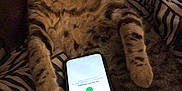 Tommy joined the competition — help win amazing prizes! cat, tabby, striped_blanket, smartphone, indoor, pet, relaxed, animal, feline, curious, lying_down, paw, fur, whiskers, technology, device, home, cozy, resting, closeup