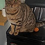 Tommy is registered to the contest to win money with this photo: cat, tabby, animal, pet, kitchen, appliance, egg, magnet, fridge, paper_towel, countertop, domestic, feline, curious, striped, indoor, home, fur, whiskers, tail