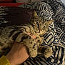 Tommy is registered to the contest to win money with this photo: cat, tabby_cat, hand, bed, blanket, striped_pattern, indoor, cozy, pet, comfort, feline, resting, paw, human_hand, animal, warm_lighting, relaxation, closeup, cute, domestic_animal