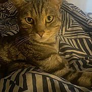 Tommy joined the competition — help win amazing prizes! cat, tabby, pet, animal, bed, bedding, striped_bedding, indoor, feline, fur, whiskers, relaxed, looking_at_camera, close_up, domestic_cat, yellow_eyes, striped_fur, cozy, resting, home
