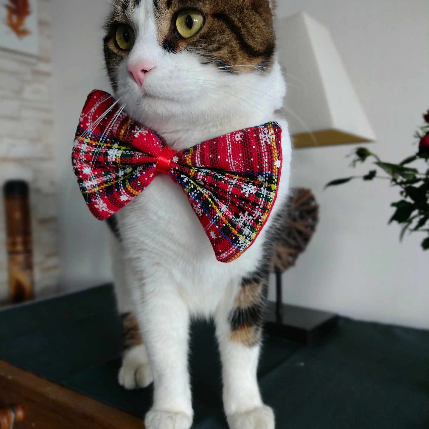 Chandler a rejoint le concours — aidez-le/la à gagner de superbes lots ! bow_tie, cat, close_up, decor, domestic_cat, ears, eyes, face, feline, fur, indoor, lamp, paws, pet, portrait, red_bow_tie, tabby, table, whiskers, white_fur