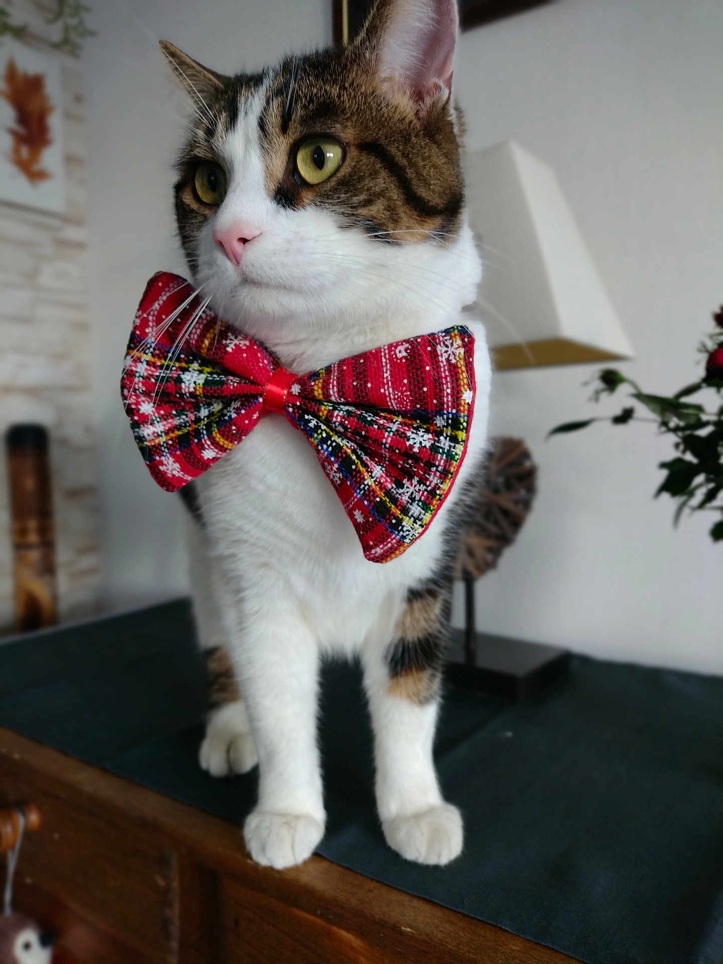 Chandler a rejoint le concours — aidez-le/la à gagner de superbes lots ! bow_tie, cat, close_up, decor, domestic_cat, ears, eyes, face, feline, fur, indoor, lamp, paws, pet, portrait, red_bow_tie, tabby, table, whiskers, white_fur