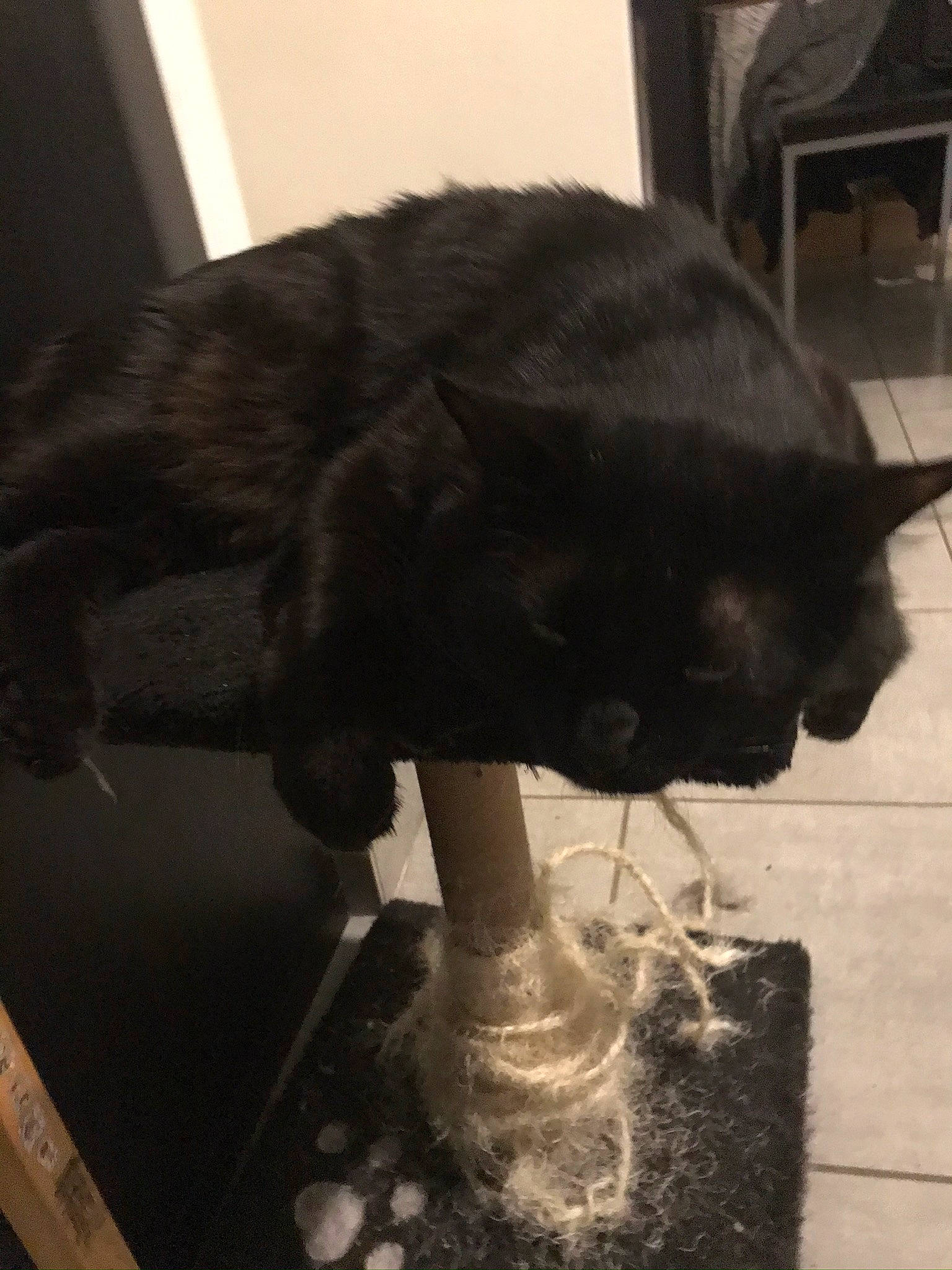 Pop a rejoint le concours — aidez-le/la à gagner de superbes lots ! black_cat, carnivore, cat, felidae, fur, organism, small_to_medium_sized_cats, snout, sporting_group, tail, whiskers