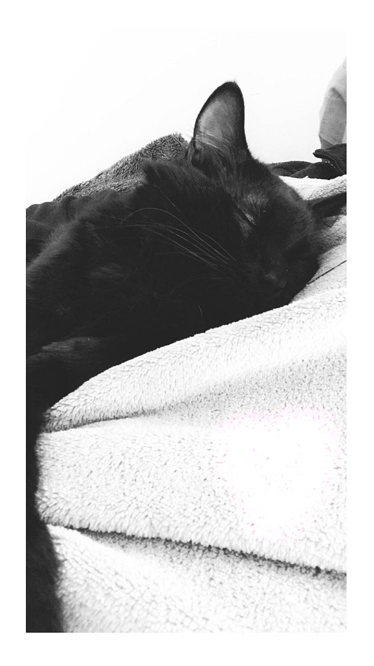 Pop participe au concours pour gagner de l'argent avec cette photo : black, black_and_white, black_cat, british_shorthair, carnivore, cat, domestic_short_haired_cat, felidae, furniture, monochrome_photography, photography, sleep, small_to_medium_sized_cats, snout, tail, whiskers, white