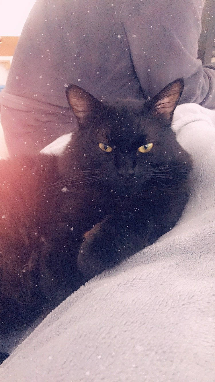 Pop participe au concours pour gagner de l'argent avec cette photo : black, black_cat, burmese, carnivore, cat, domestic_short_haired_cat, eye, felidae, fur, kitten, korat, nebelung, sky, small_to_medium_sized_cats, snout, snow, whiskers