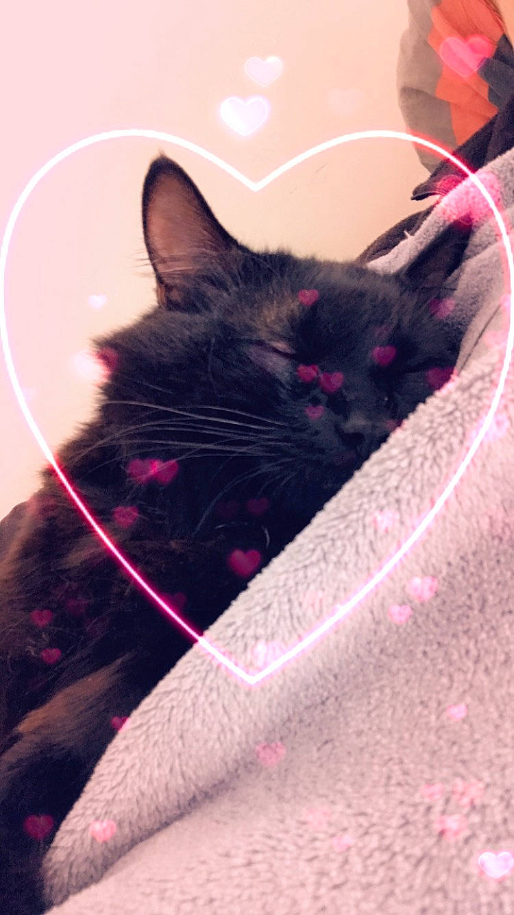 Pop participe au concours pour gagner de l'argent avec cette photo : black_cat, carnivore, cat, domestic_short_haired_cat, ear, felidae, fur, kitten, pink, small_to_medium_sized_cats, snout, whiskers