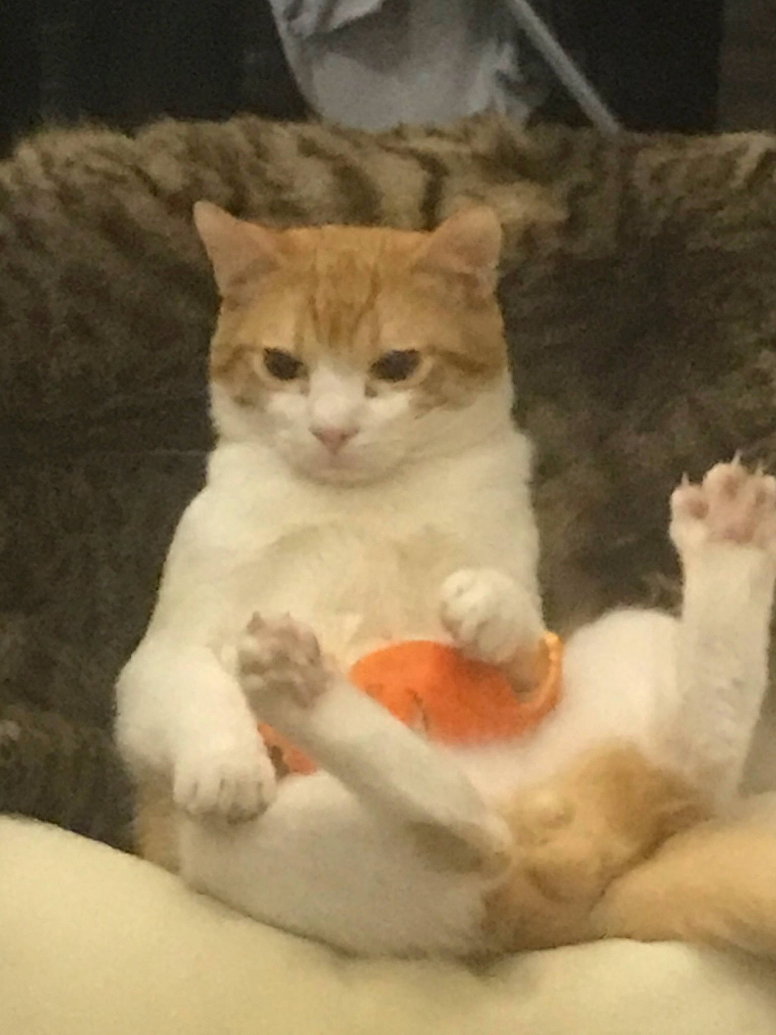 Bibiche participe au concours pour gagner de l'argent avec cette photo : aegean_cat, american_wirehair, arabian_mau, asian, burmilla, carnivore, cat, domestic_short_haired_cat, european_shorthair, fawn, felidae, german_rex, kitten, mammal, ojos_azules, polydactyl_cat, small_to_medium_sized_cats, tail, turkish_van, whiskers