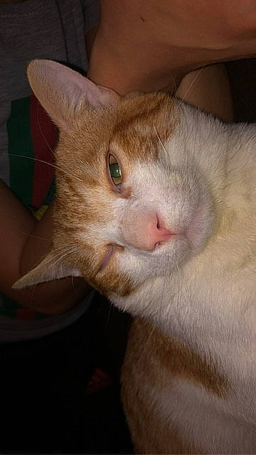 Bibiche participe au concours pour gagner de l'argent avec cette photo : carnivore, cat, close_up, colorpoint_shorthair, ear, eye, fawn, felidae, kitten, mammal, nose, small_to_medium_sized_cats, snout, whiskers