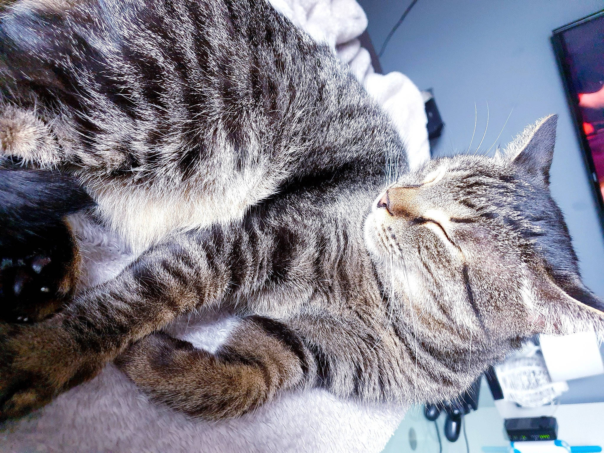 Ara Et Toto a rejoint le concours — aidez-le/la à gagner de superbes lots ! carnivore, cat, claw, close_up, comfort, domestic_short_haired_cat, felidae, fur, nap, paw, sleep, small_to_medium_sized_cats, snout, tail, terrestrial_animal, whiskers