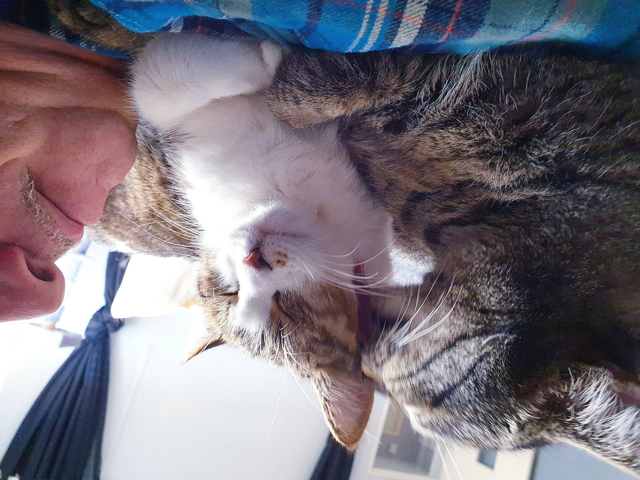 Ara Et Toto a rejoint le concours — aidez-le/la à gagner de superbes lots ! beard, carnivore, cat, comfort, domestic_short_haired_cat, ear, felidae, finger, fur, gesture, happy, head, jaw, lap, nose, paw, small_to_medium_sized_cats, snout, tail, whiskers