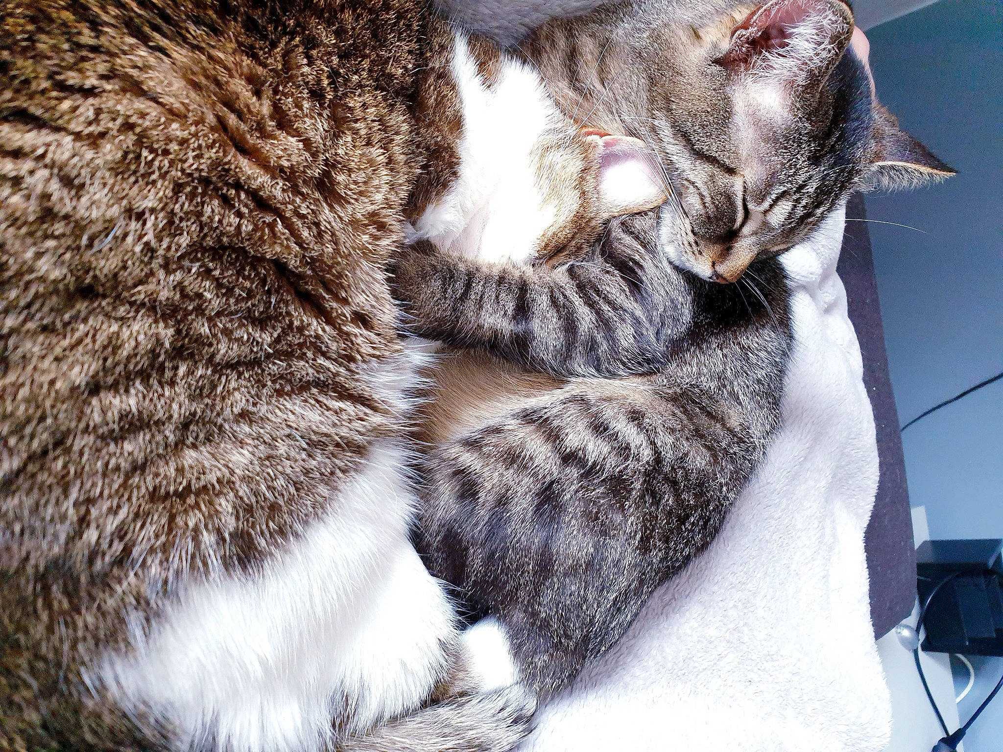 Ara Et Toto a rejoint le concours — aidez-le/la à gagner de superbes lots ! carnivore, cat, claw, comfort, domestic_short_haired_cat, fawn, felidae, fur, grey, nap, paw, sleep, small_to_medium_sized_cats, snout, tail, terrestrial_animal, tree, whiskers, wildlife