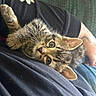 Mochi is registered to the contest to win money with this photo: animal, black_shirt, casual, cat, closeup, comfort, couch, cute, eyes, fur, indoors, kitten, lap, person, pet, relaxing, resting, tabby, tattoo, whiskers
