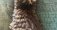 Mochi is registered to the contest to win money with this photo: animal, casual, cat, closeup, cozy, denim, feline, fluffy, fur, green_fabric, indoor, jeans, kitten, lap, pet, resting, soft, striped, texture, young_cat