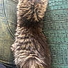 animal, casual, cat, closeup, cozy, denim, feline, fluffy, fur, green_fabric, indoor, jeans, kitten, lap, pet, resting, soft, striped, texture, young_cat