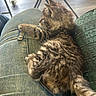 animal, blurred_background, cat, couch, cozy, curious, denim, floor, fur, furniture, indoor, jeans, kitten, lap, pet, resting, side_view, small_animal, tabby, texture